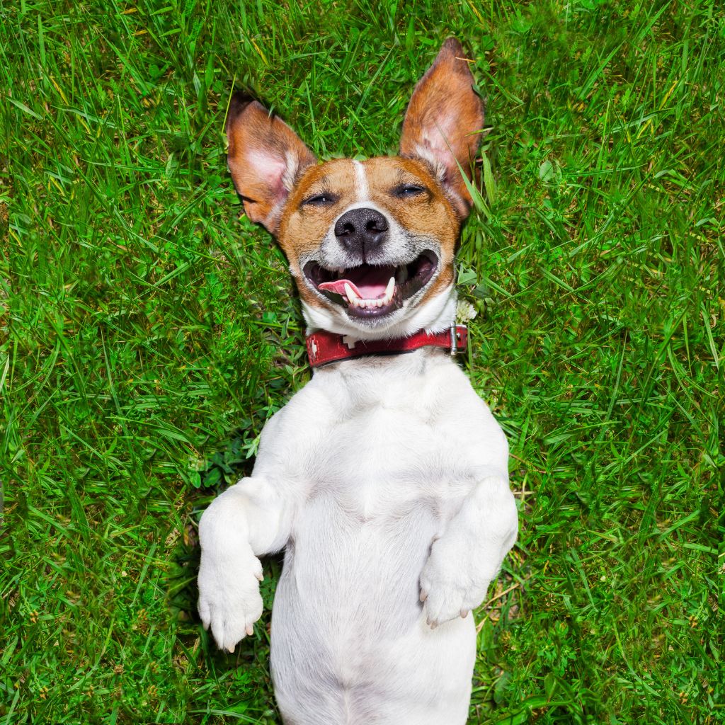 Happy Jack Russell terrier lying on back in green grass, smiling