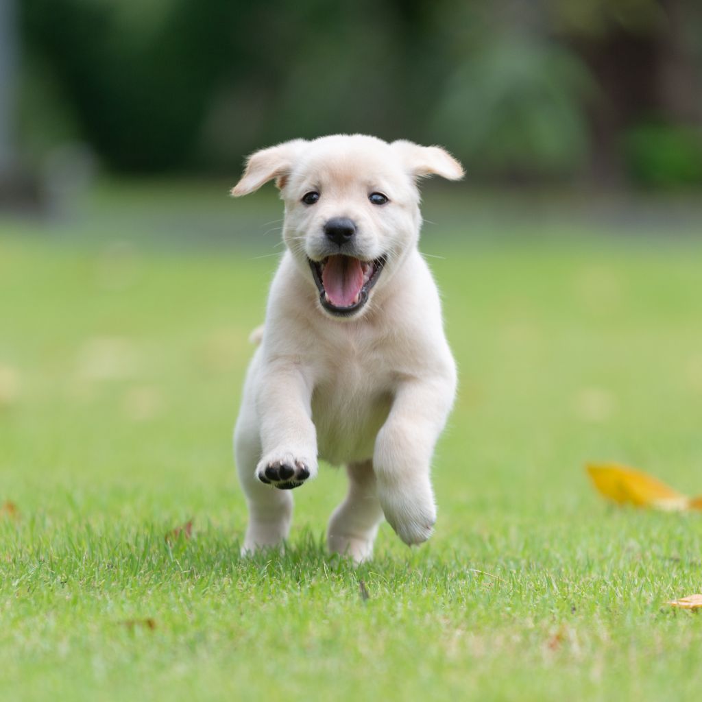 Adorable white puppy running and jumping playfully on green grass
