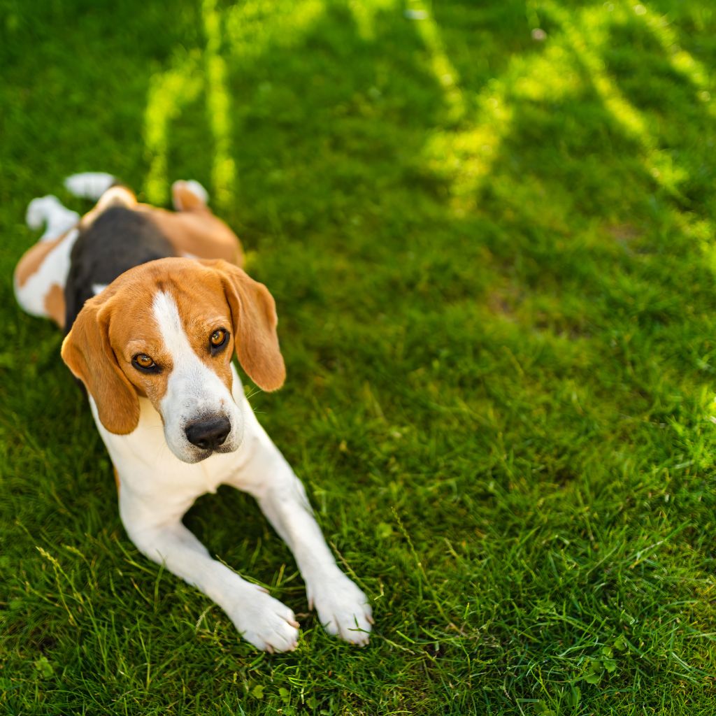 Beagle dog lying on green grass, looking sideways with soft expression