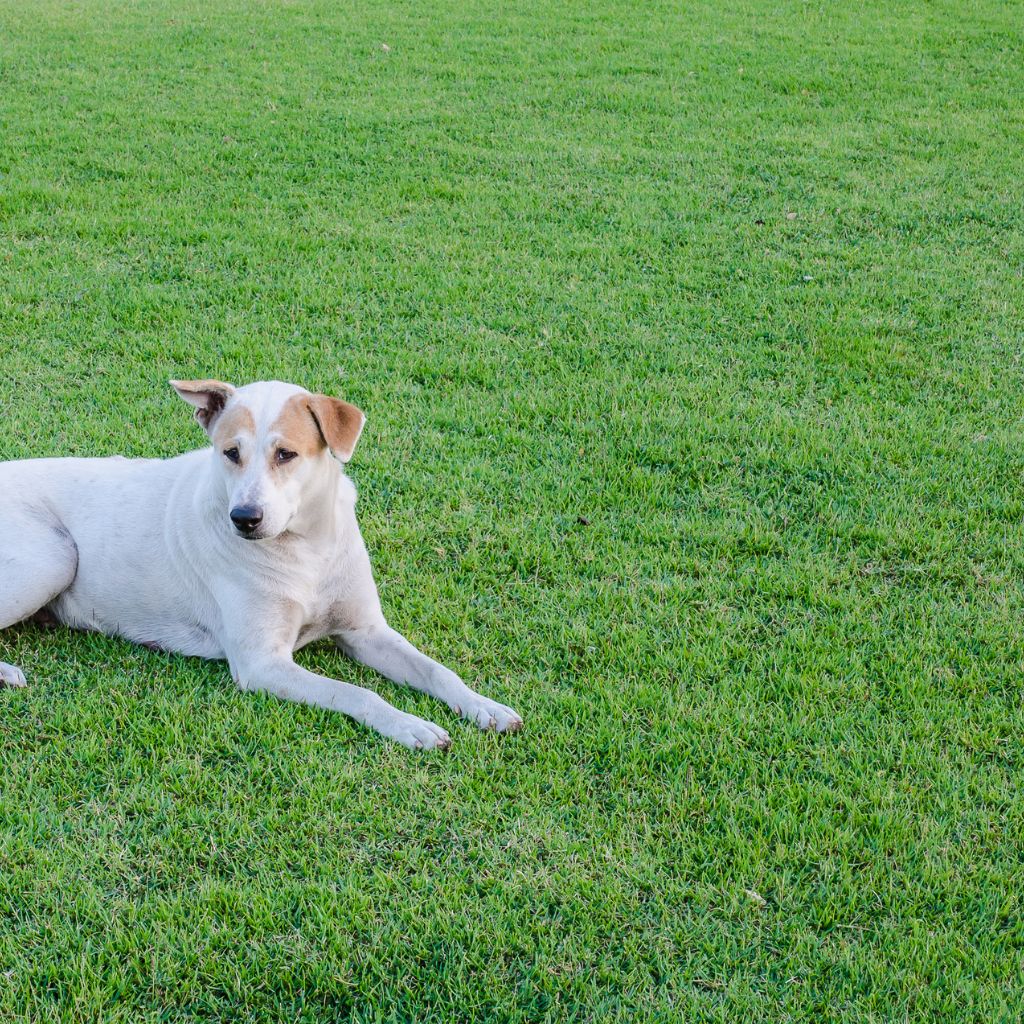 White and tan dog resting on lush green grass lawn