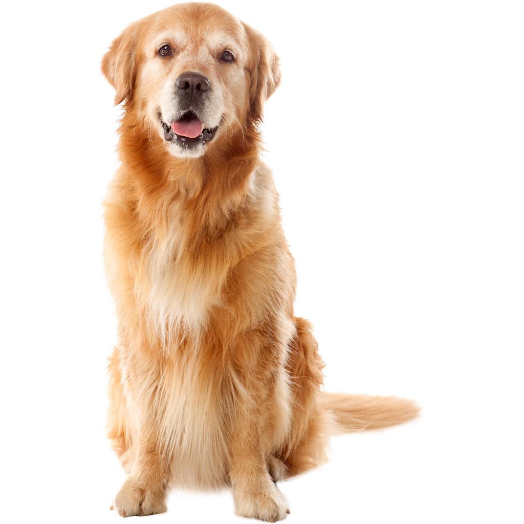 Golden retriever sitting and smiling with fluffy fur on white background